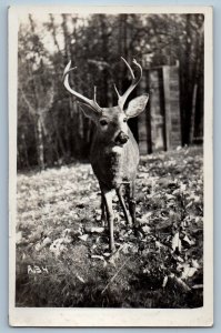 1952 Deer Forest Scene Sinnemahoning Penna Morris PA RPPC Photo Vintage Postcard