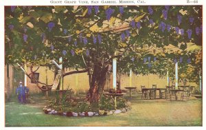 Vintage Postcard 1920's Giant Grape Vine San Gabriel Mission California CA 