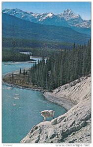 Rocky Mountain Goat, VANCOUVER, British Columbia, Canada, 40-60´s