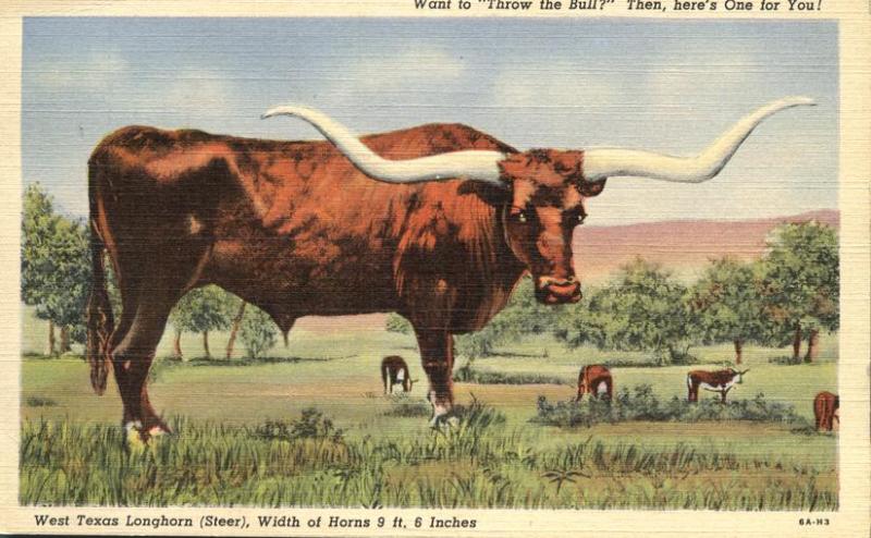 West Texas Longhorn Steer - 9 Feet 6 Inches - pm 1943 - Linen