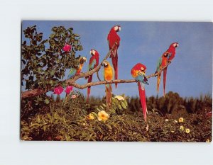 Postcard Colorful Macaws At Miami's Parrot Jungle, Miami, Florida