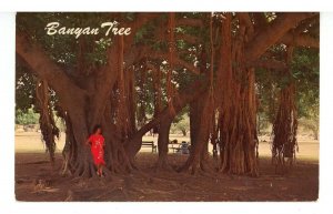 HI - Maui, Lahaina. Banyan Tree