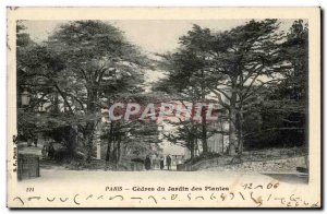 Old Postcard Paris Cedres garden plants