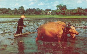 uk42345 nakorn chaisri thailand rice fields bull