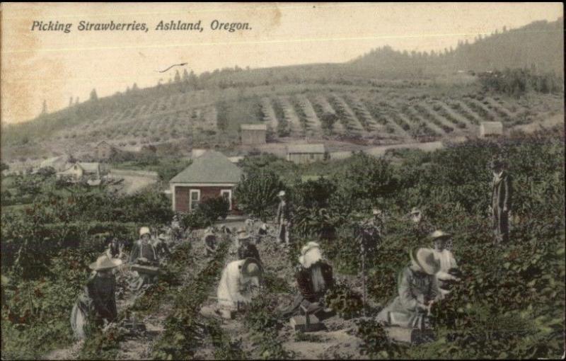 Ashland OR Picking Strawberries c1910 Postcard