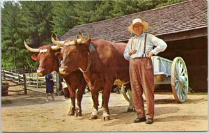 Old Sturbridge Village Massachusetts postcard - farmer in suspenders with Ox