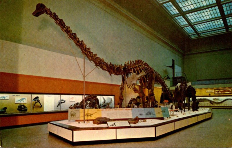 Giant Saurpod Dinosaur Collected In Dinosaur National Monument Utah In 1923