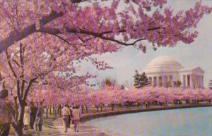 Washington D C Jefferson Memorial At Cherry Blossom Time