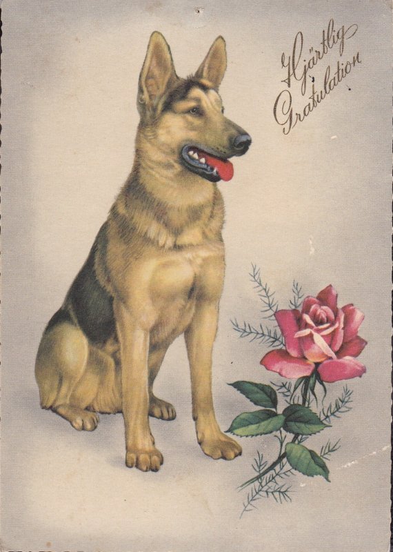 Sweden Post Card - Pet dog (8)