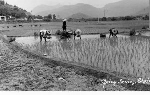 Postcard  Early RPPC View of Spring Sowing in Sha Tin, Hong Kong, China.  K2