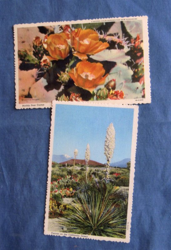 Desert Flowers Cactus Postcards Plants Flora Salifornia Succulents