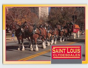 Postcard Clydesdales, St. Louis, Missouri