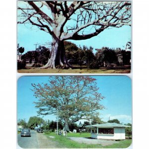 x2 LOT c1950s Clearwater, FL Sacred Bombax Kapok Ancient Tree Kalpavriksha A146