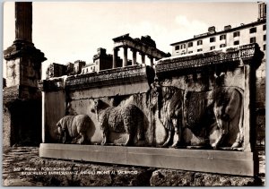 Roma Foro Romano Bassorilievo Rapreseniante Animali Real Photo RPPC Postcard