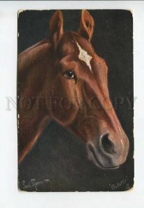 3182587 Head HORSE Hungarian Thoroughbred by THOMAS old TUCK