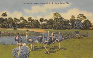 Ostriches at Africa U.S.A. Boca Raton, Florida