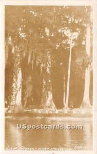 Real Photo - Giant Cypress - Silver Springs, Florida FL