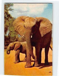 Postcard Elephants in Kruger National Park South Africa