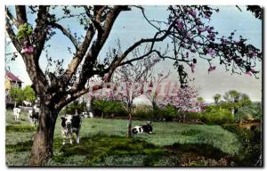 Modern Postcard Picturesque Normandy cows