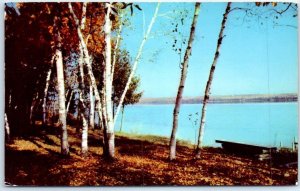 Postcard - Picnic Grounds in Maine, USA