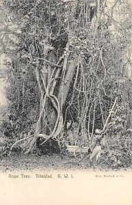 Rope Tree Trinidad Postcard
