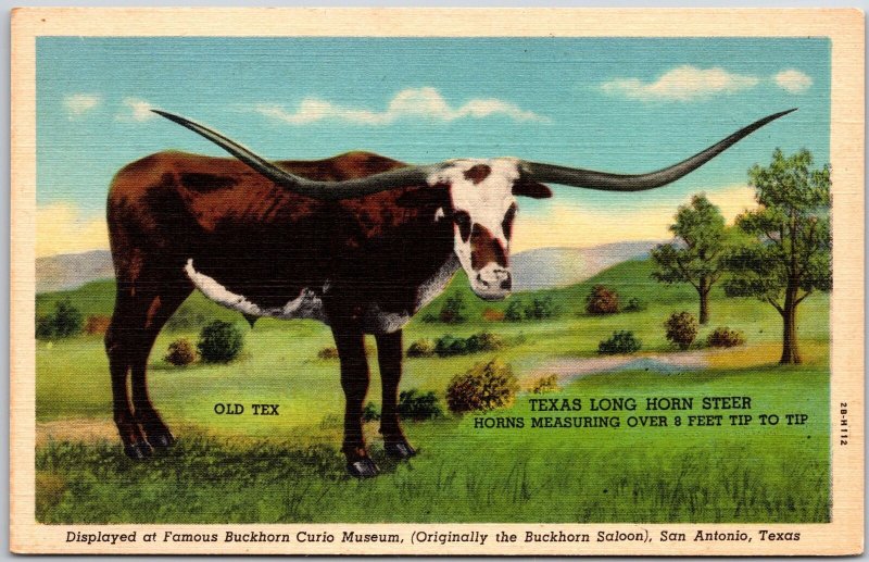 Longhorn Steer Display BuckhornCurio Museum San Antonio Texas TX Postcard