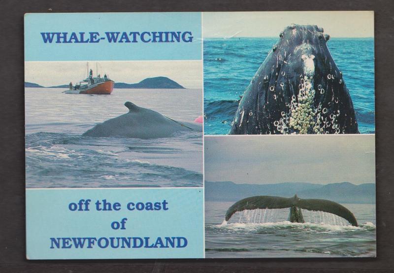 Whale Watching Off The Coast Of Newfoundland - Unused - Corner Creases