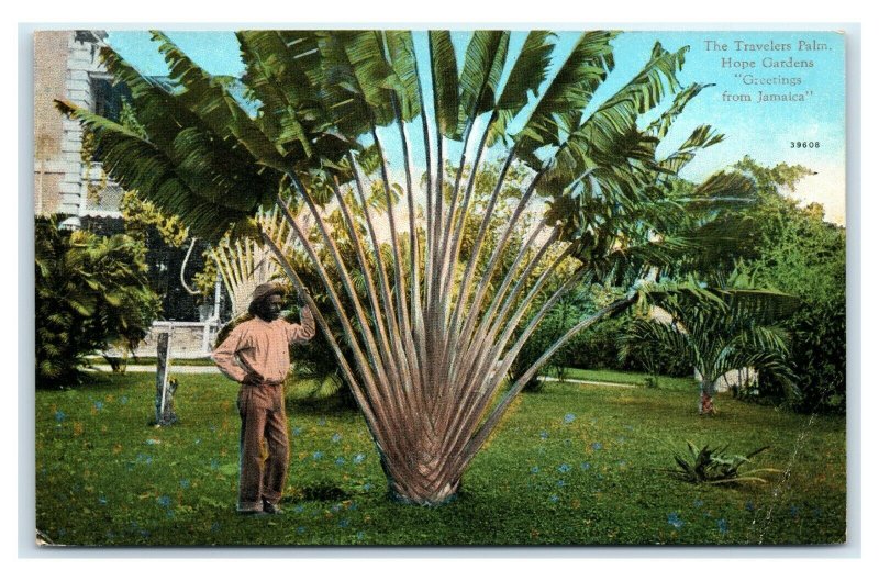 Postcard The Travelers Palm, Hope Gardens Greetings from Jamaica T8