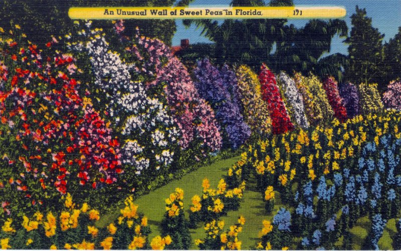 [ Linen ] US Florida - An Unusual Wall Of Sweet Peas