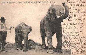 Vintage Postcard 1908 Elephant And Baby Elephant Central Park Zoo New York City