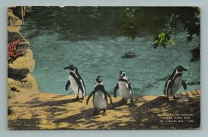 Penguins on Parade Forest Park Zoo St Louis MO Missouri Postcard