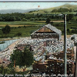 c1900s UDB Los Angeles, CA Pigeon Farm Elysian Park Postcard Rieder Rare Vu A170