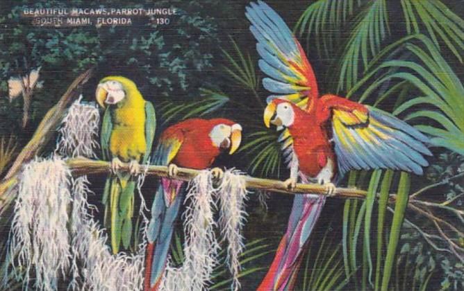Florida Miami Beautiful Macaws At Parrot Jungle
