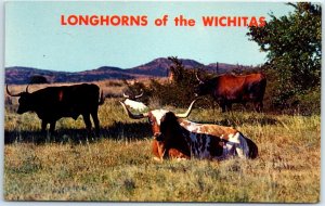 M-60857 Longhorn Cattle In The Wichitas Wichita Mountains Oklahoma