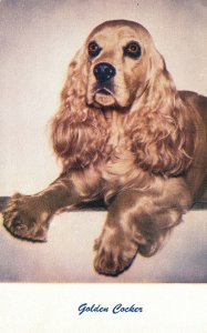 Vintage Postcard 1910's Golden Cocker Animal Dog Curly Long Furs Dark Eyes