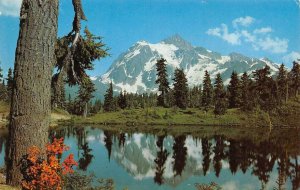 MT. SHUKSAN Heather Meadow Mt. Baker National Forest, WA c1960s Vintage Postcard