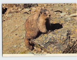 Postcard Whistling Marmot, Whistlers Mountain, Canadian Rockies, Canada