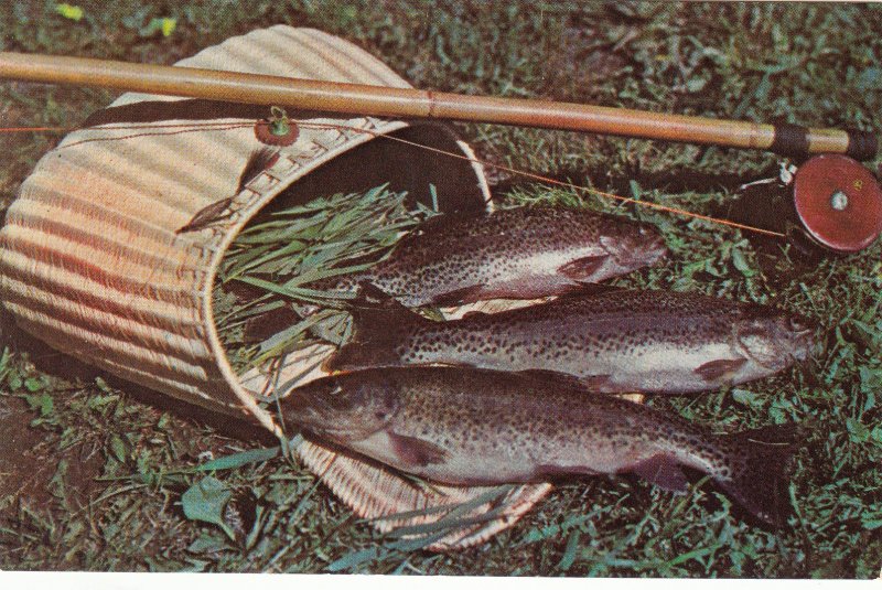 P1792 Scenic Fishing Mountain Trout Old Vintage postcard