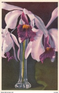 Cattleya labiata autumnalis - Orchidee , 1910-30s