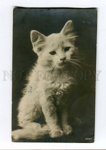 251243 KITTY Vintage POST Ass ESTONIA 1912 year RPPC