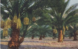Date Palms Growing In Southern California