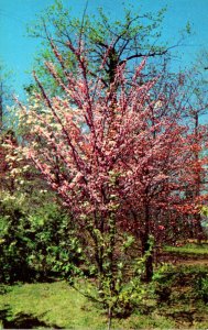 Alabama Birmingham Vulcan Park Dogwood In Bloom At Easter Time