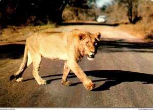 South Africa Lioness