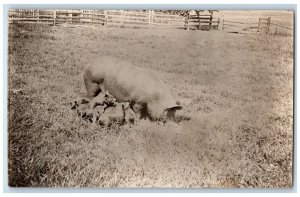 c1910's Hogs Pigs Farm Lane County Oregon OR Antique RPPC Photo Postcard
