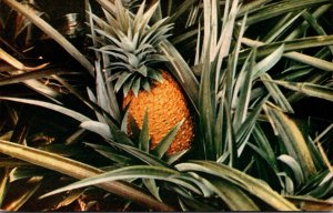 Hawaii Ripe PIneapple In Field