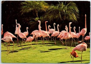 Postcard - Dryer Flamingo Lagoon, San Diego Zoo - San Diego, California