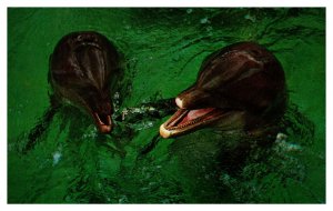 Postcard  Dolphins Porpoises - Takes two to tango Ocean World Ft. Lauderdale