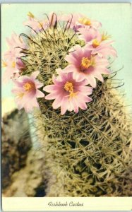 Postcard - Fishhook Cactus