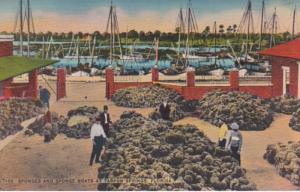 Florida Tarpon Springs Sponges and Sponge Boats