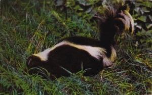 The Skunk Pardon My Scent